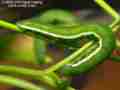 Nearly mature fifth instar Sara Orange-Tip butterfly larvae, filmed 5-22-2008